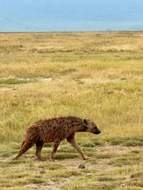A hyena crossing the grassland, Tanzania