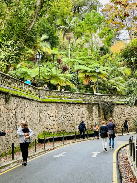 A winding path beneath dense trees, Portugal