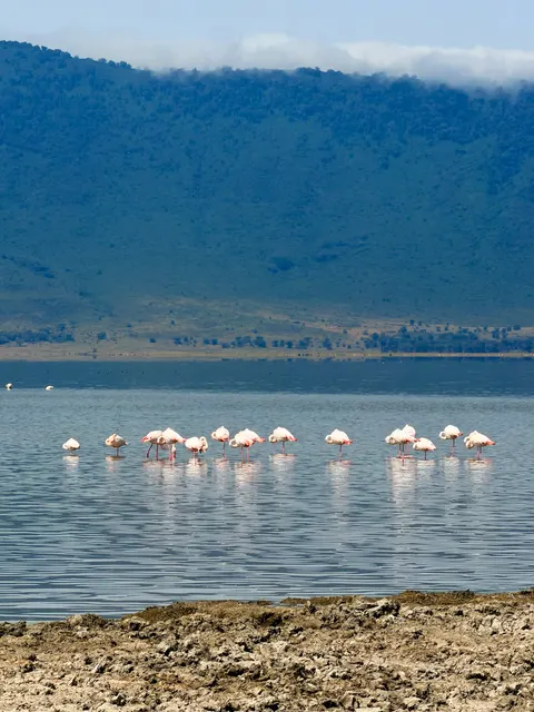 Flamingos in shallow water, Tanzania