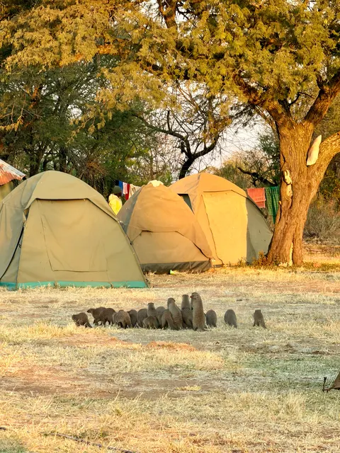 Tents beneath broad trees, Tanzania