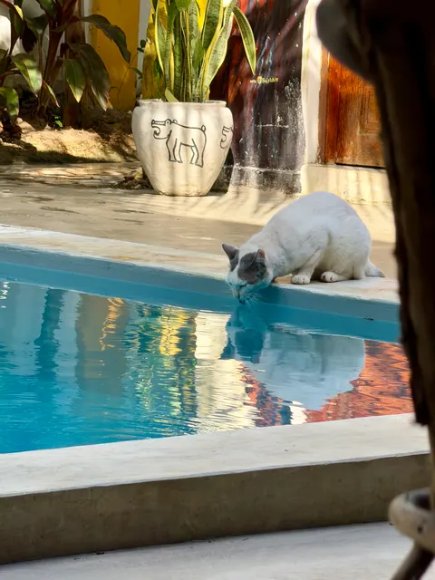 A swimming pool beside palm trees, Tanzania