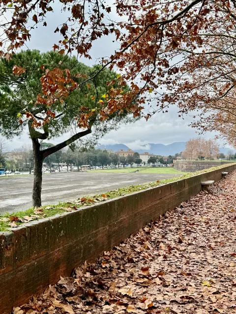Autumn leaves above an Italian city, Italy