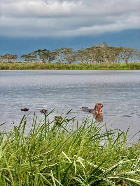 Birds beside a lake, Tanzania