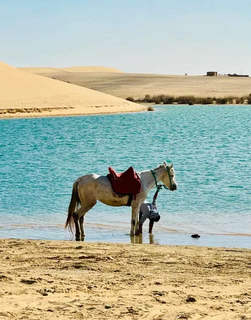 A donkey standing beside the lagoon, Egypt