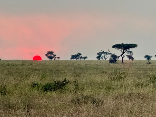 Sunset over an acacia-dotted plain, Tanzania