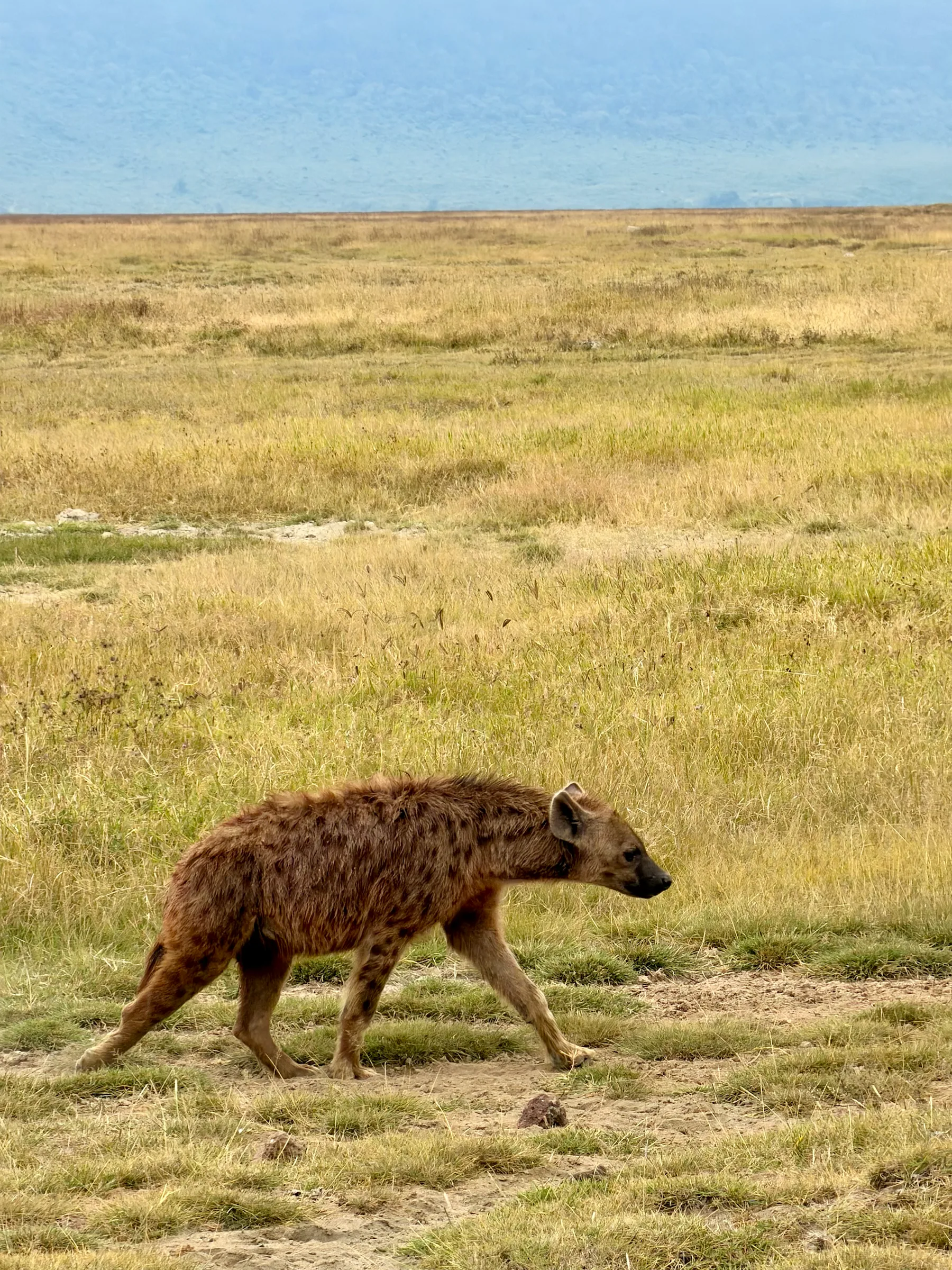 A hyena crossing the grassland, Tanzania