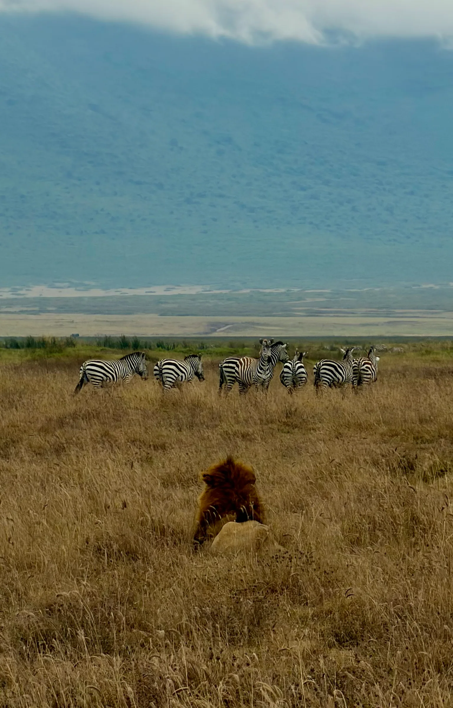 Wildlife on an open grassy plain, Tanzania