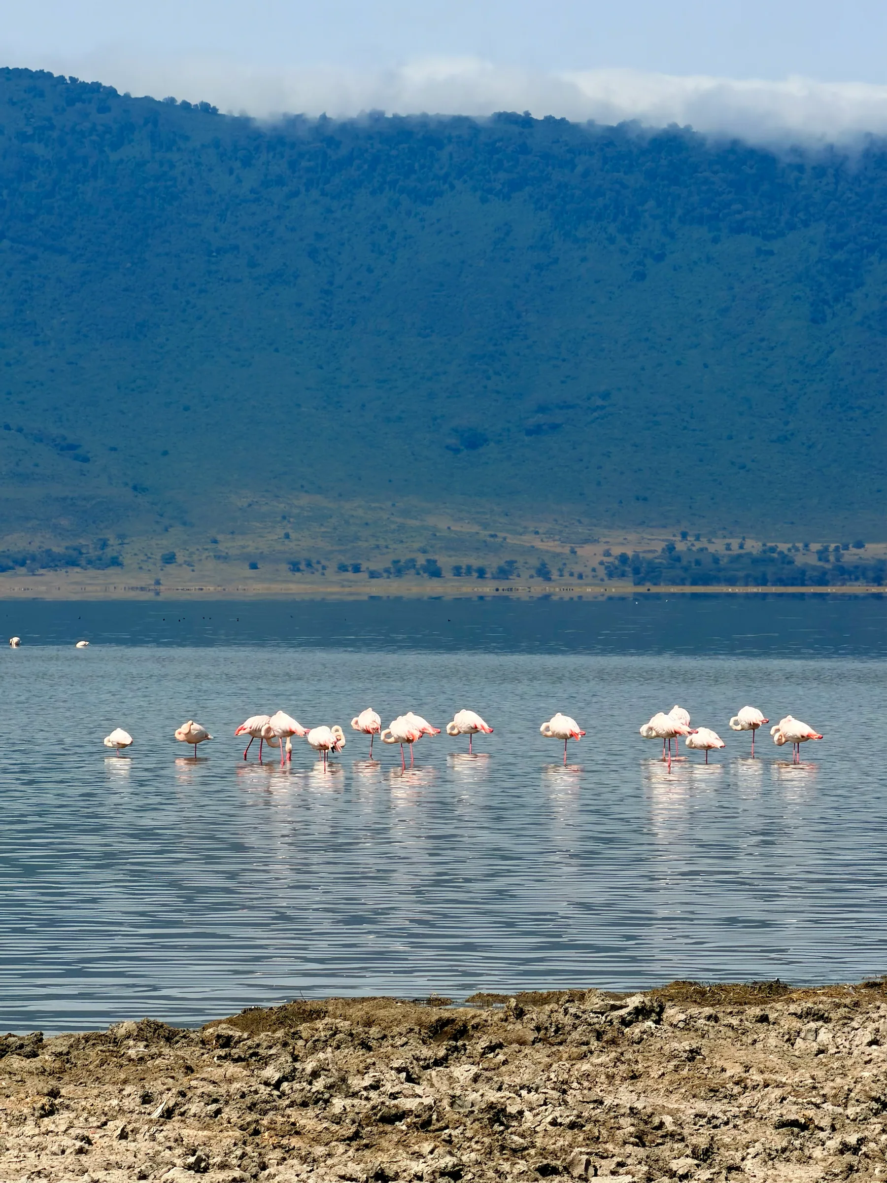 Flamingos in shallow water, Tanzania