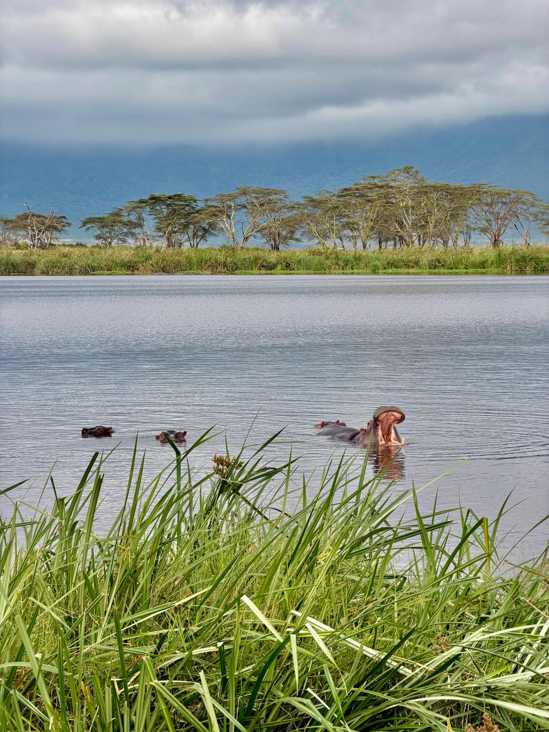 Birds beside a lake, Tanzania